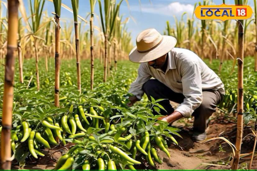 पंत चिली-1 हे जातीचे बियाणे चांगल्या उत्पादनासाठी आणि चवीसाठी ओळखले जाते. याचे प्रती हेक्टर 75 क्विंटल उत्पादन होते. पिकल्यावर व खुडल्यावर हेक्टरी 1.5 टन पर्यंत उत्पादन मिळते. ही एक मोज़ेक आणि लीफ कर्ल व्हायरस प्रतिरोधक जाती आहे. या जातीची पहिली तोडणी 60 ते 65 दिवसांत करता येते. ही जात उसाच्या आंतरपीकासाठी उत्तम आहे. पंत चिली-1 हे जातीचे बियाणे चांगल्या उत्पादनासाठी आणि चवीसाठी ओळखले जाते. याचे प्रती हेक्टर 75 क्विंटल उत्पादन होते. पिकल्यावर व खुडल्यावर हेक्टरी 1.5 टन पर्यंत उत्पादन मिळते. ही एक मोज़ेक आणि लीफ कर्ल व्हायरस प्रतिरोधक जाती आहे. या जातीची पहिली तोडणी 60 ते 65 दिवसांत करता येते. ही जात उसाच्या आंतरपीकासाठी उत्तम आहे.