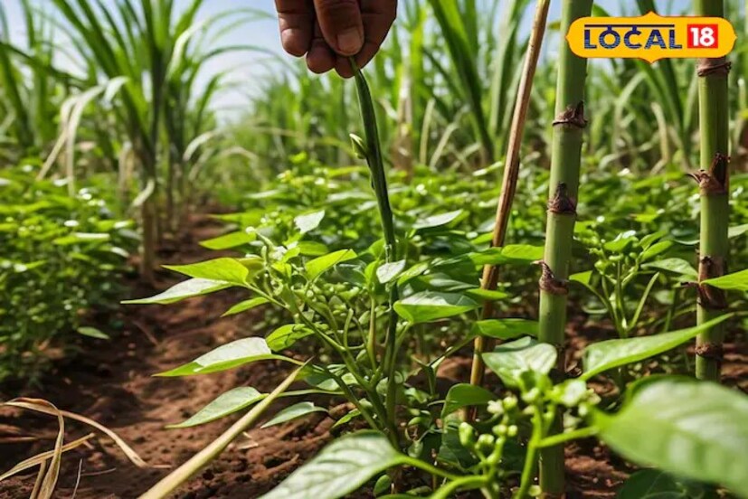 हिरवी मिरचीचे हे वाण प्रति हेक्टरमध्ये 80 ते 85 क्विंटल प्रति हेक्टर उत्पन्न देते. 65 ते 70 दिवसात शेतकरी पहिली तोडणी करू शकतो. ही मिरची 9 ते 10 सेंटीमीटर लांब असते. 