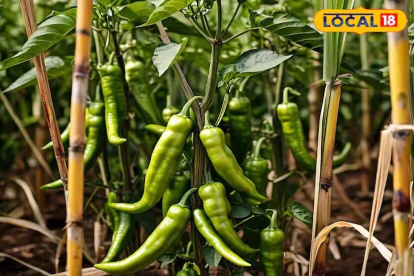 मिरचीसाठी हे वाण जास्त उत्पादन आणि रोग प्रतिकारक क्षमतेसाठी ओळखले जाते. यातून एका हेक्टरमध्ये 95 क्विंटल उत्पादन मिळते. लागवडीनंतर 75 ते 80 दिवसात पहिली तोडणी होऊ शकते. यातून शेतकरी 5 ते 5 महिन्यांत 4 ते 5 वेळा तोडणी करू शकतात.