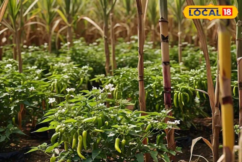 हिरवी मिरचीची मेघना ही जातही उत्तम आहे. यातून प्रतिहेक्टर 300 ते 350 क्विंटल उत्पादन होऊ शकते. 60 ते 65 दिवसात पहिली तोडणी होते. चांगली देखभाल केल्यास 4 ते 5 महिने पीक मिळते. ही मिरची 10 सेंटीमीटर लांब असते. 