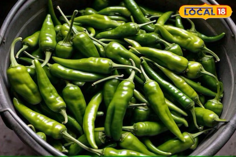 अर्का मेघनापासून तुम्ही प्रति हेक्टर 300 ते 350 क्विंटल हिरवी मिरची आणि 5 टन कोरडी मिरची प्रति हेक्टर उत्पादन घेऊ शकता. 55 ते 60 दिवसात तुम्ही पहिली तोडणी करू शकता. ही मिरची पिकल्यावर लाल होते. (सूचना-ही माहिती तज्ज्ञांशी साधलेल्या संवादावर आधारित आहे. ही माहिती सार्वजनिक आहे. कोणताही वैयक्तिक सल्ला नाही. कोणतीही गोष्ट फॉलो करण्यापूर्वी तज्ज्ञांचा सल्ला नक्की घ्या. याबाबत लोकल18 कोणताही दावा करत नाही.)