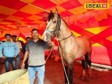 ak 56 घोडा आणि त्याचे मालक ak 56 घोडा आणि त्याचे मालक