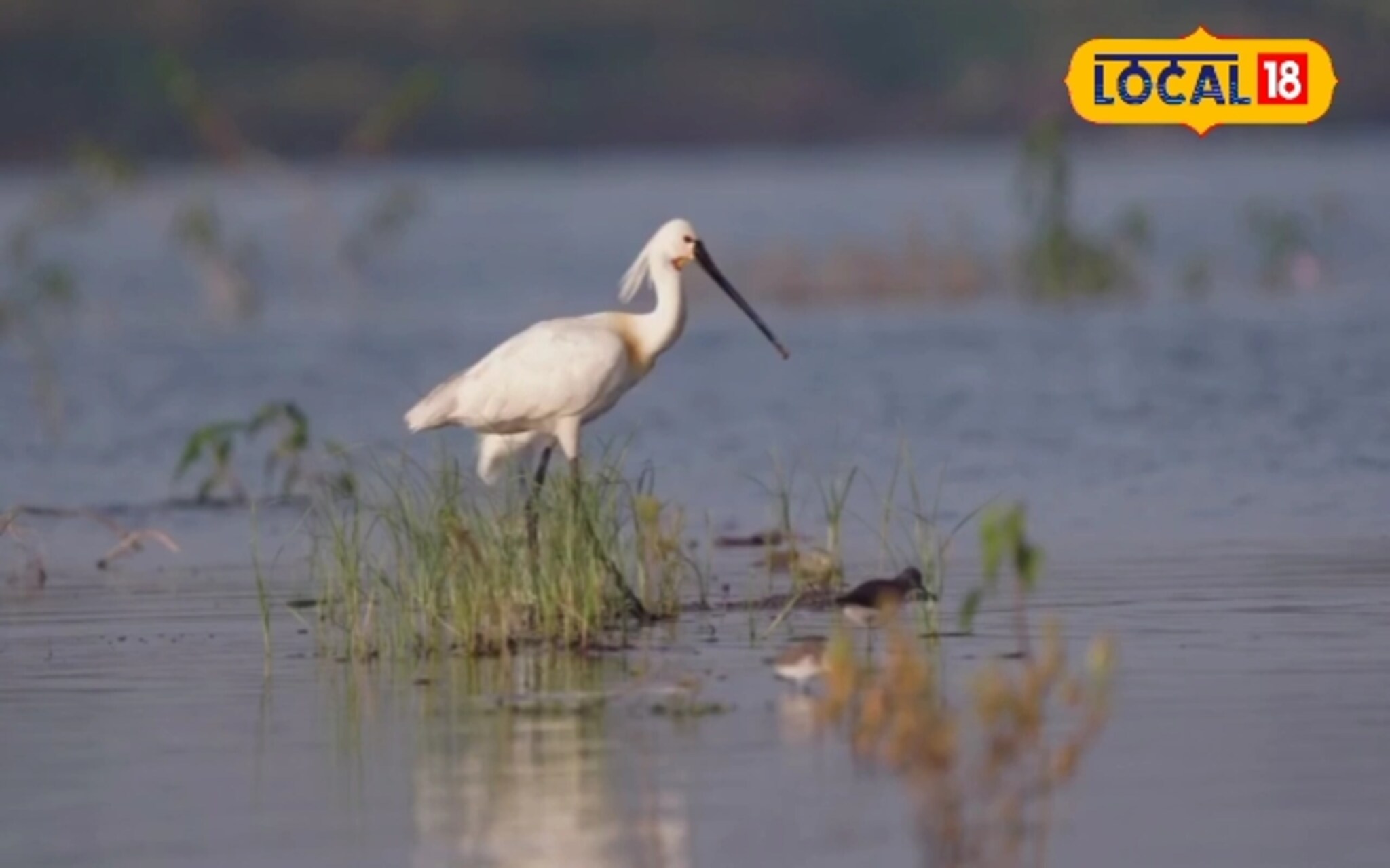 घाणेवाडी जलाशयावर हिवाळ्यात परदेशी पक्ष्यांची गैरहजेरी का? धक्कादायक कारण समोर