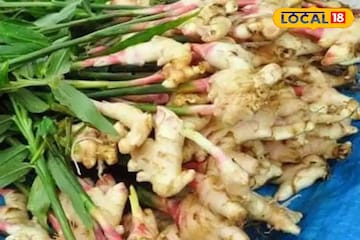 ginger benefits : सांधेदुखीवर रामबाण उपाय, अद्रकचे आहेत खूपच फायदे ginger benefits : सांधेदुखीवर रामबाण उपाय, अद्रकचे आहेत खूपच फायदे