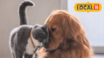 थंडीच्या