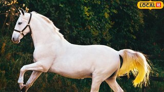 घोड्याची किंमत अव्वाच्या सव्वा. घोड्याची किंमत अव्वाच्या सव्वा.