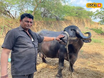 ही म्हैस देईल तुम्हाला महिन्याभराचा पगार, नेमका कसा होईल फायदा, photos