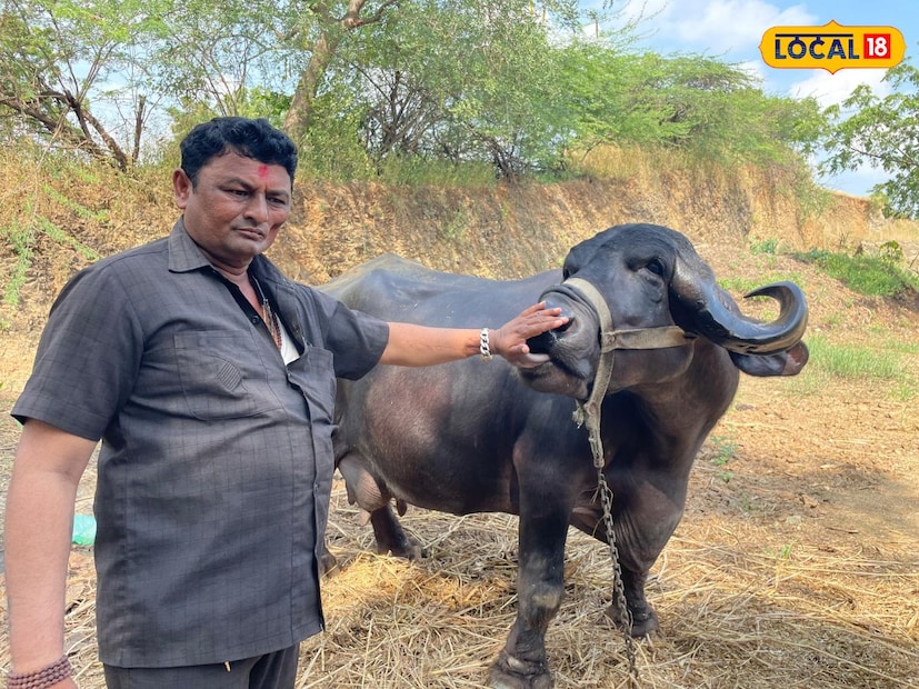 पशुपालक विपुलभाई नंदारामभाई पंड्या असे या व्यक्तीचे नाव आहे. तलाजा तालुक्यातील वेलावदर गावातील रहिवासी आहे. त्यांच्याजवळ जाफराबादी जातीच्या म्हैस आहे. 