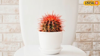 मूळव्याधावर जालीम उपाय.