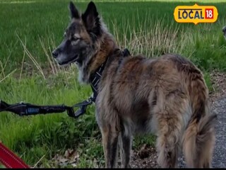 ग्रेहाउंड (Greyhound) नावाचा कुत्रा 