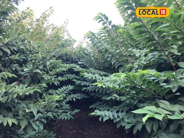 द्राक्ष बागायतदार शेतकरी वळला सीताफळ शेतीकडे, आता वर्षाला 12 लाखांची कमाई