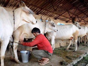 Benefits of Cow and buffalo milk गाय आणि म्हशीच्या दुधात नेमका फरक काय?