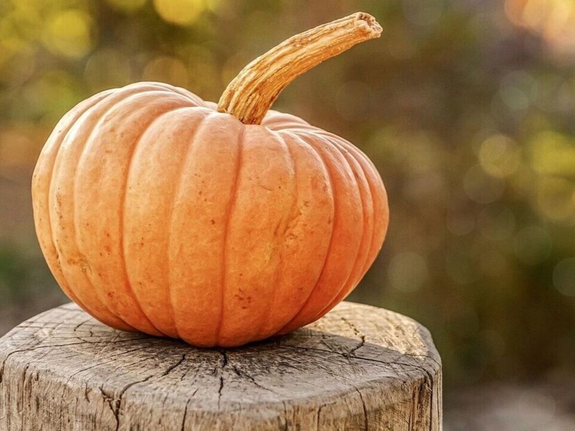 भोपळा हा फळ आणि भाजी म्हणूनही ओळखला जातो. भोपळा मिनरल्स आणि फायबर्सने समृद्ध आहे. भोपळा हा व्हिटॅमिन बी 12चा उत्कृष्ट स्रोत आहे. मात्र फार कमी जण भोपळ्याचा वापर करतात.