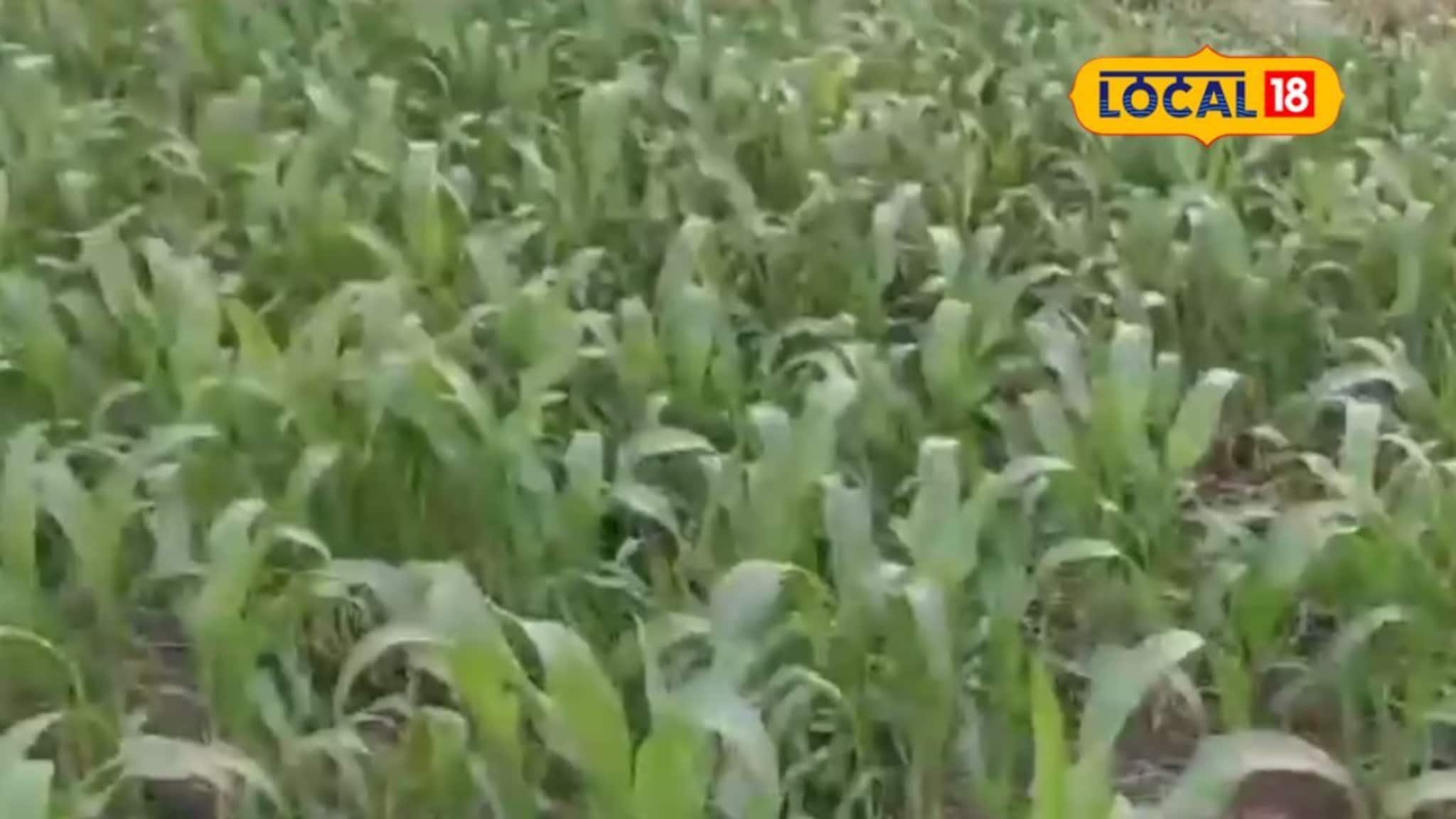 धाराशिवमध्ये ज्वारी पिकावर लष्करी अळीचा प्रादुर्भाव, पिकाची वाढ खुंटून शेतकऱ्यांचे नुकसान