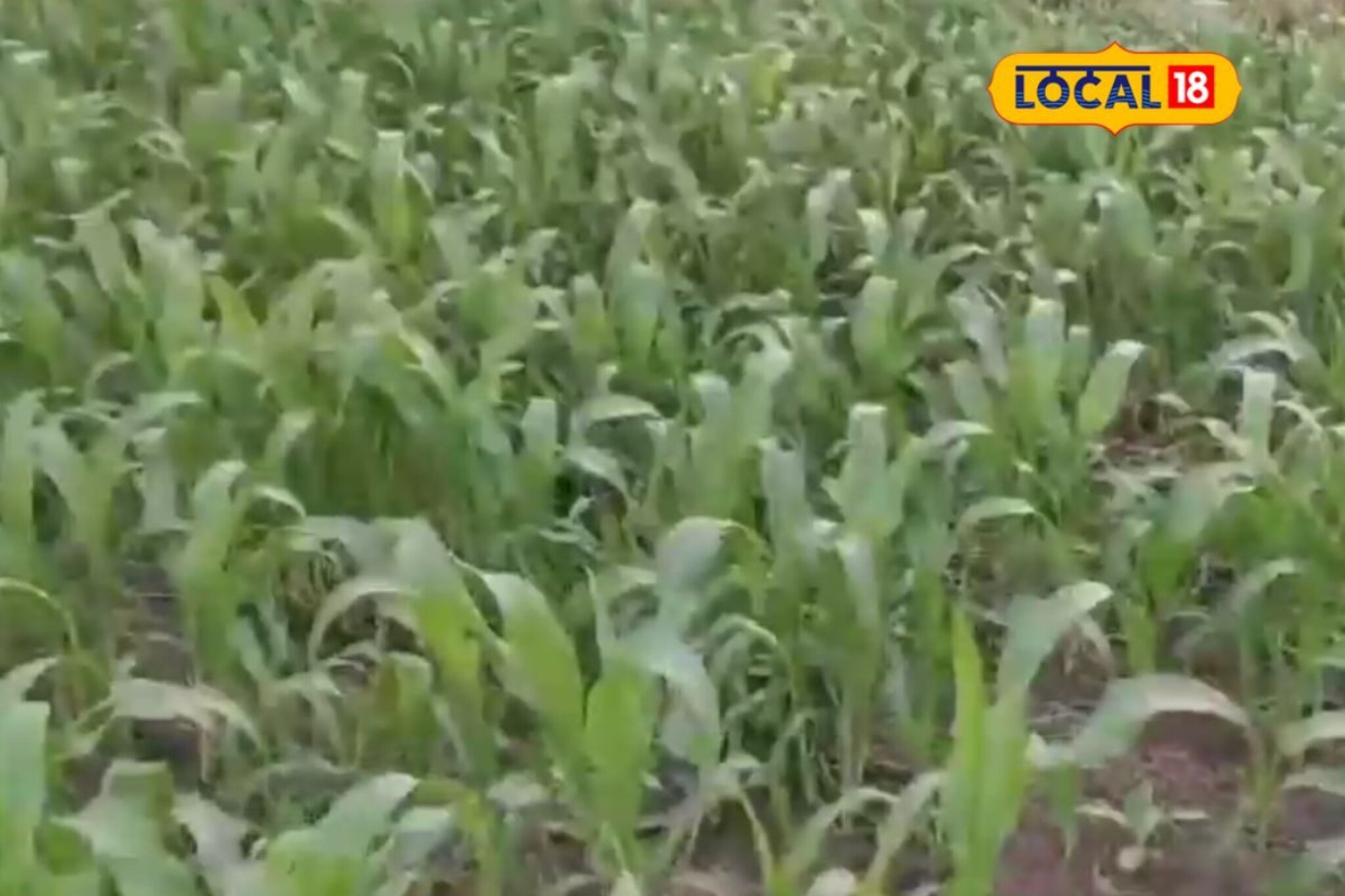 ज्वारी पिकावर लष्करी अळीचा प्रादुर्भाव, पिकाची वाढ खुंटून शेतकऱ्यांचे नुकसान