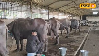 आठवी पास व्यक्ती महिन्याला कमावतोय 3 लाख. आठवी पास व्यक्ती महिन्याला कमावतोय 3 लाख.