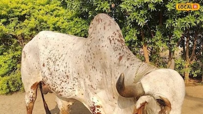 16 लाखांचा राज नंदी 16 लाखांचा राज नंदी