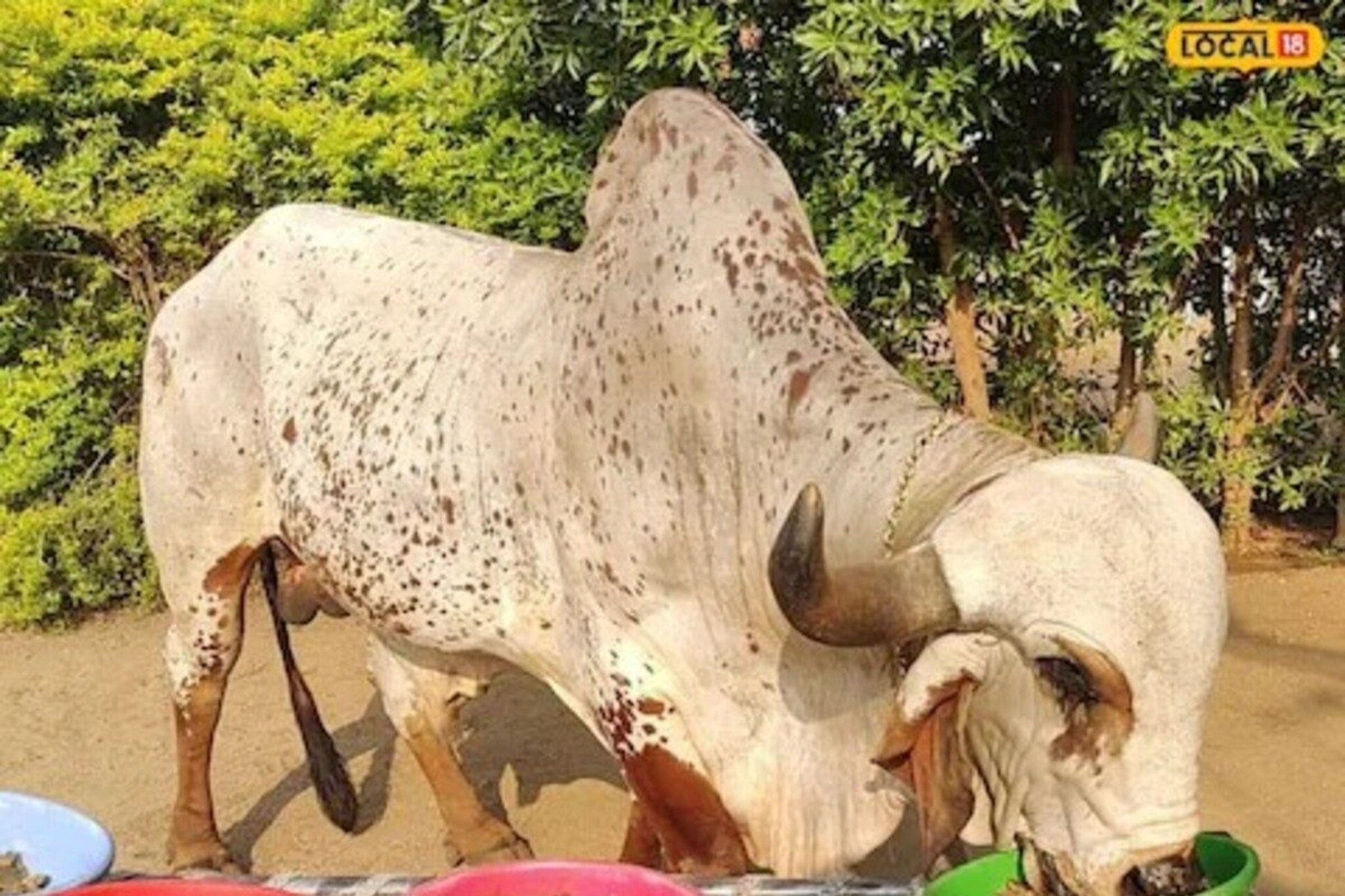 असा राज नंदी पाहिला नसेल, किंमत आहे तब्बल 16 लाख रुपये, असं काय आहे यात खास?