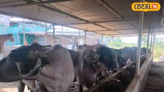 पशुपालन व्यवसाय सक्सेस स्टोरी पशुपालन व्यवसाय सक्सेस स्टोरी