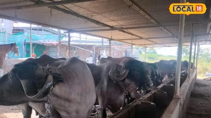 पशुपालन व्यवसाय सक्सेस स्टोरी पशुपालन व्यवसाय सक्सेस स्टोरी