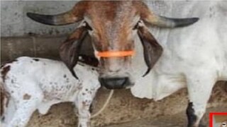 शेतकऱ्यांनो! 'ही' खास गाय पाळा अन् दिवसाला 17 लिटर दूध मिळवा