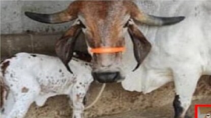 शेतकऱ्यांनो! 'ही' खास गाय पाळा अन् दिवसाला 17 लिटर दूध मिळवा शेतकऱ्यांनो! 'ही' खास गाय पाळा अन् दिवसाला 17 लिटर दूध मिळवा