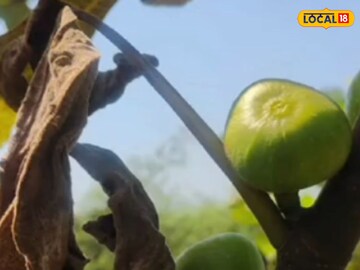 कीड अन् रोगाचा त्रास नाही, खर्च कमी आणि उत्पन्नही जोरदार, गुजराथी शेतकरी नेमकं..