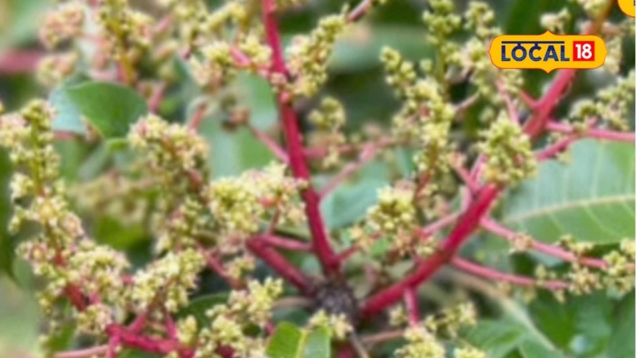 कोकणच्या राजावर तिहेरी संकट! हापूस आंब्यासाठी वाट पाहावी लागणार, नेमकं घडलं काय?