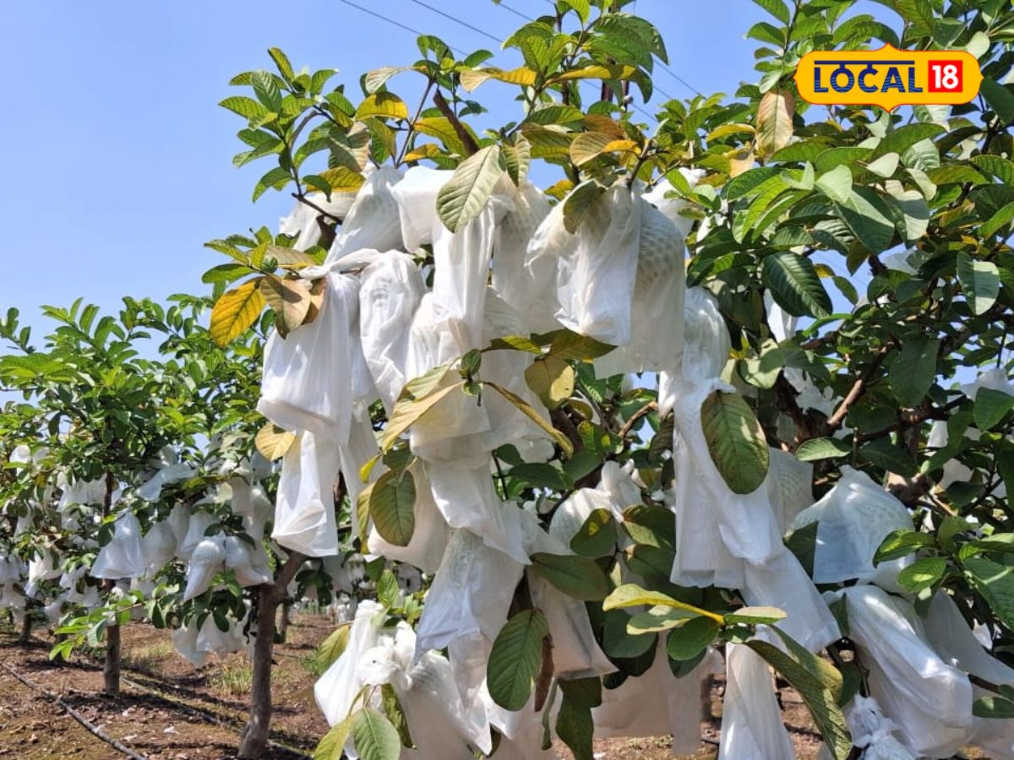 ऊस शेतीला फाटा देत केली पेरूची लागवड, शेतकऱ्याला वर्षाकाठी 20 लाखांचा नफा