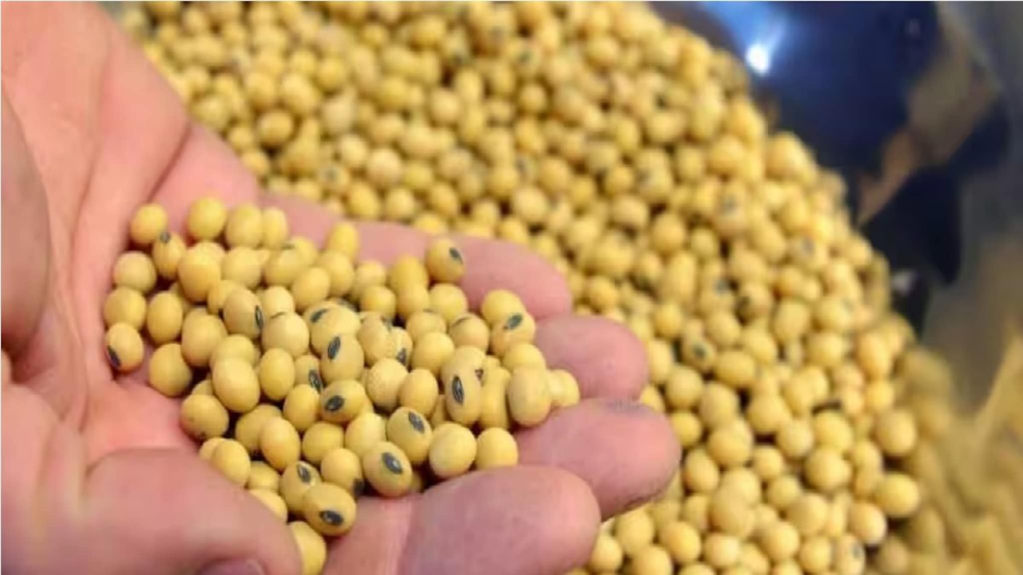 आधीच सोयाबीनला कमी भाव त्यातही अनुदान रखडलं, पोर्टलच्या समस्येने शेतकरी हैराण