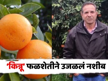 किन्नू फळशेती 