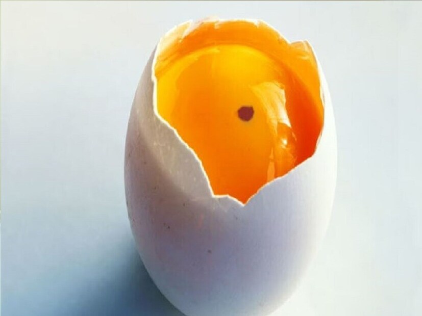 पण तुम्ही कधी अंड फोडताना त्याच्या पिवळ्या भागावर रक्ता सारखा किंवा लाल डॉट पाहिला आहे का? काही लोक हा डाग असलेला भाग काढून टाकून अंड वापरतात, तर काही लोक ते अंड पूर्ण फेकून देतात. अशात प्रश्न असा उपस्थीत रहातो की असं अंड असेल तर काय करायचं? ते नक्की खायचं की नाही?