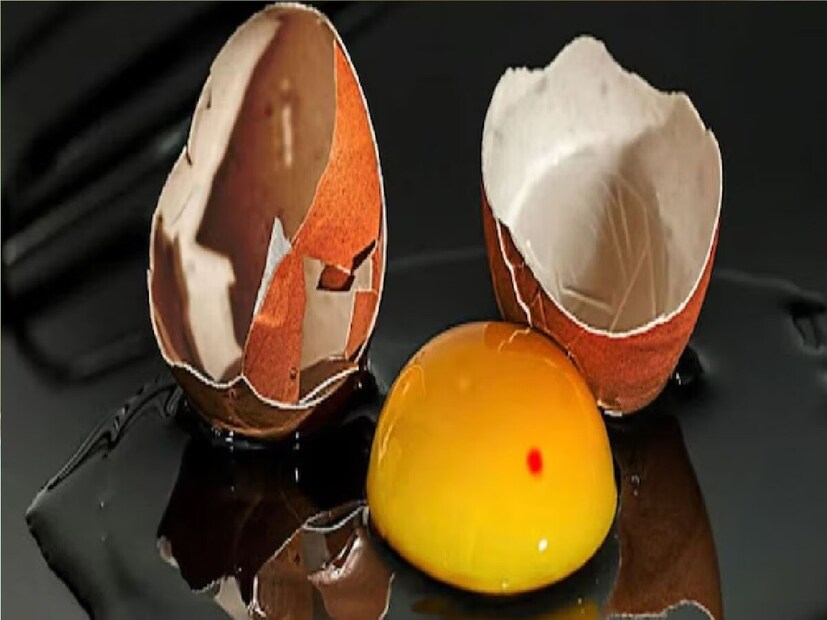 तथापि, पांढऱ्या कवच असलेल्या अंड्यांपेक्षा तपकिरी कवच ​​असलेल्या अंड्यांमध्ये रक्ताचे डाग असलेले अंड्यातील पिवळ बलक असण्याची शक्यता जास्त असते. कारण तपकिरी कवचाचा रंग अनेकदा डाग झाकतो. परिणामी, चाचणी दरम्यान ते आढळत नाही. कधीकधी अंड्याच्या पांढऱ्या भागात रक्ताचे डाग देखील दिसू शकतात. यामुळे शरीराला कोणतीही हानी होत नाही, असे तज्ज्ञांचे म्हणणे आहे.