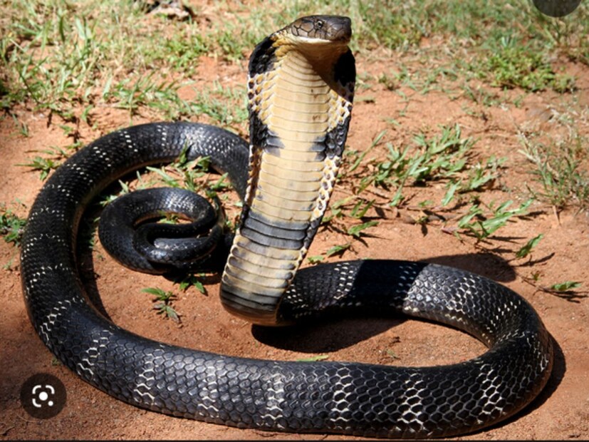 तर याचं उत्तर आहे हो. किंग कोब्रालाही डास चावतात. किंग कोब्रा आणि इतर सापांबाबत अशीच आणखी माहिती वाचण्यासाठी इथं क्लिक करा.