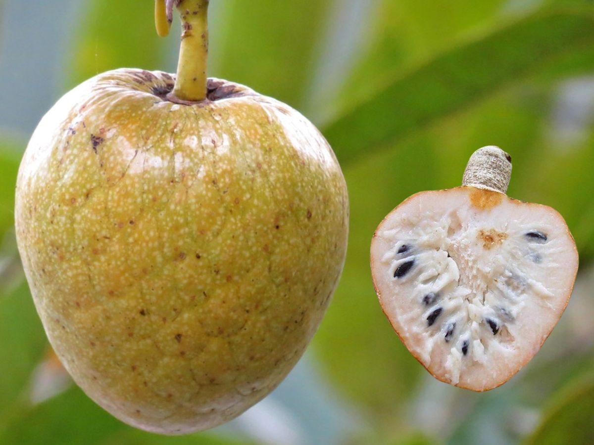 Fruits for gut health: हिवाळ्यात पोटदुखी, बद्धकोष्ठतेचा त्रास होतो? आहारात करा या गोष्टींचा समावेश त्रास होईल दूर
