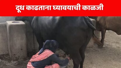 दूध व्यवसाय दूध व्यवसाय