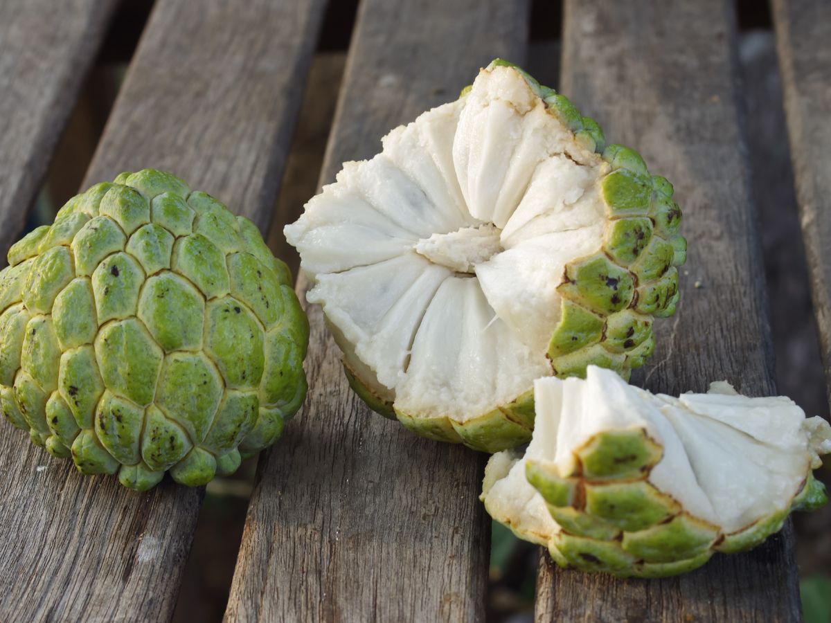 Fruits for gut health: हिवाळ्यात पोटदुखी, बद्धकोष्ठतेचा त्रास होतो? आहारात करा या गोष्टींचा समावेश त्रास होईल दूर