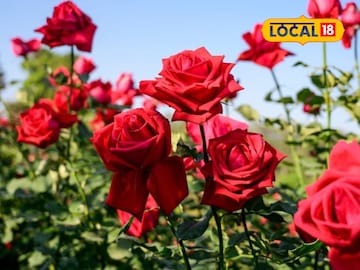 Agriculture : कमी खर्चात जास्त उत्पन्न देतं हे पीक, फक्त या फुलांची शेती करा