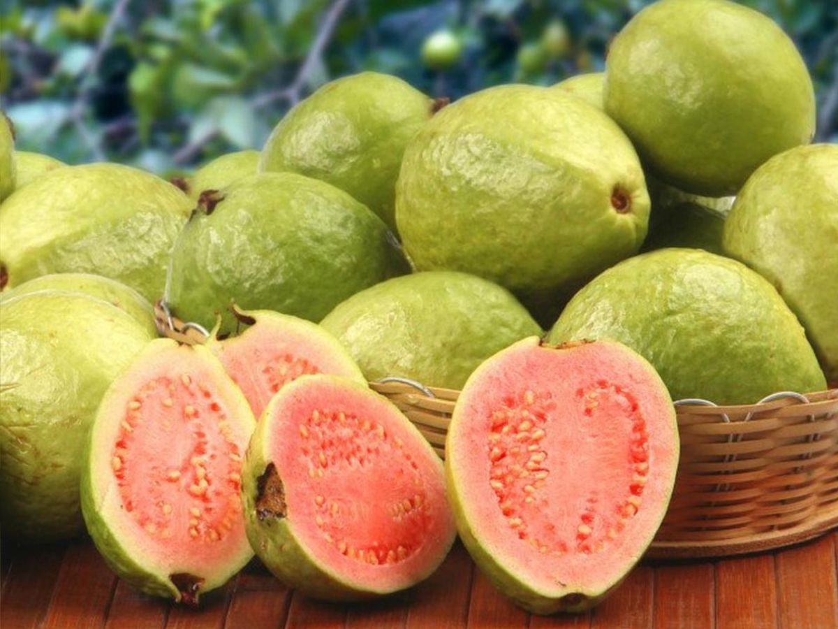 Benefits of Guava in Marathi लाल आणि पांढऱ्या पेरूमध्ये नेमका फरक काय?