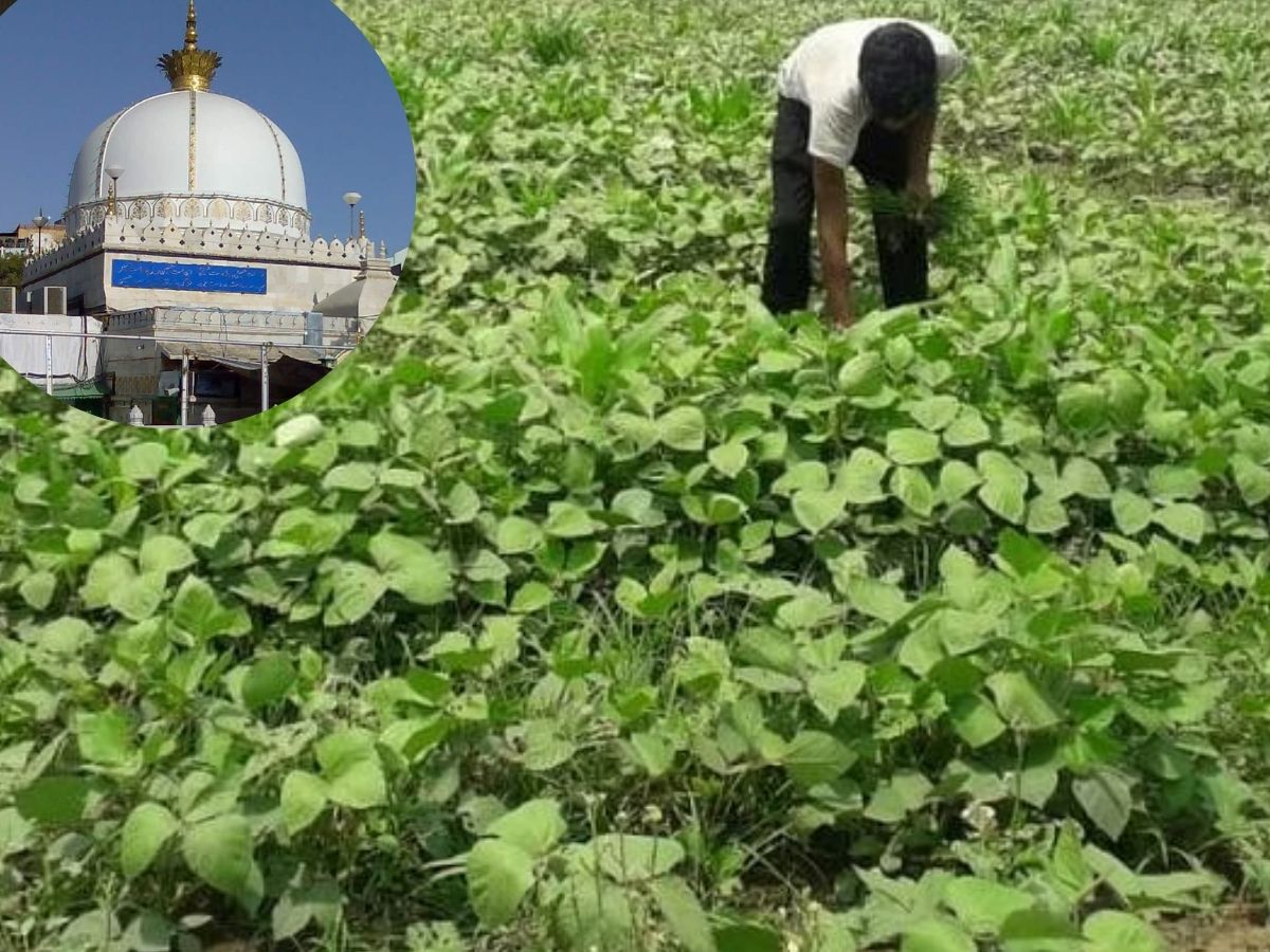 अजमेरमध्ये मोठ्या प्रमाणावर मूगाची लागवड केली जाते. अजमेरचे अनेक शेतकरी आधुनिक पद्धतीने मूगाचं उत्पादन घेतात.