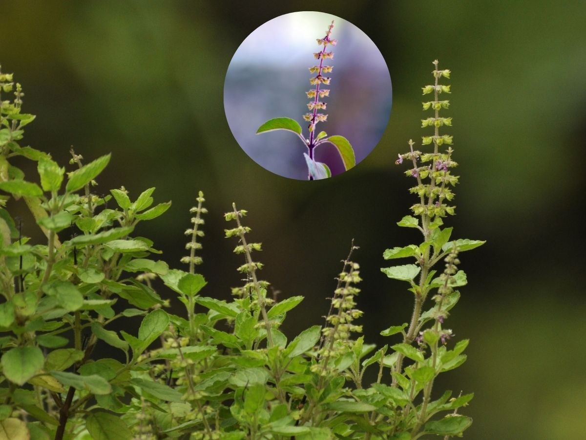 Benefits of Tulsi Plant at Home: बहुगुणी तुळशीचे ‘इतके’ फायदे, तुमच्या घरात असायलाच हवी आरोग्यदायी तुळस 