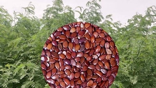 प्रतिकात्मक फोटो : सुबाभुळाचं झाड आणि बिया प्रतिकात्मक फोटो : सुबाभुळाचं झाड आणि बिया