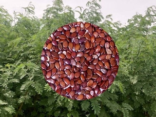 प्रतिकात्मक फोटो : सुबाभुळाचं झाड आणि  बिया प्रतिकात्मक फोटो : सुबाभुळाचं झाड आणि  बिया