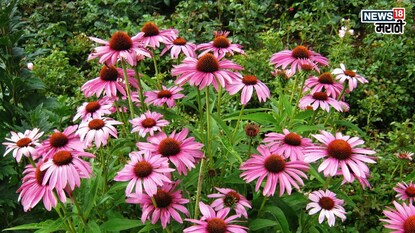 प्रतिकात्मक फोटो : इचिनेशियाचं झाड प्रतिकात्मक फोटो : इचिनेशियाचं झाड