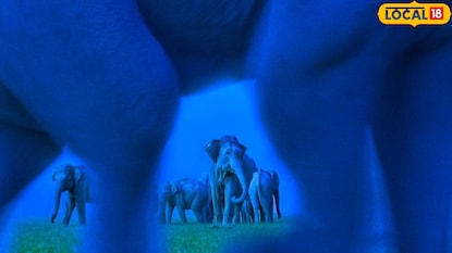 या फोटोला प्रचंड प्रसिद्धी मिळाली आहे. या फोटोला प्रचंड प्रसिद्धी मिळाली आहे.