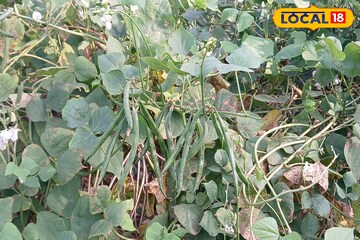 पहिल्यांदाच केली लागवड, 15 गुंठ्यांतचं शेतकऱ्याचं नशीबच पालटलं!