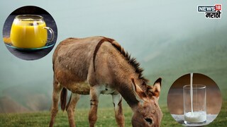 प्रतिकात्मक फोटो : गाढविणीचं महाग दूध परवडत नाही, मग प्या ‘हे’ गोल्डन मिल्क प्रतिकात्मक फोटो : गाढविणीचं महाग दूध परवडत नाही, मग प्या ‘हे’ गोल्डन मिल्क