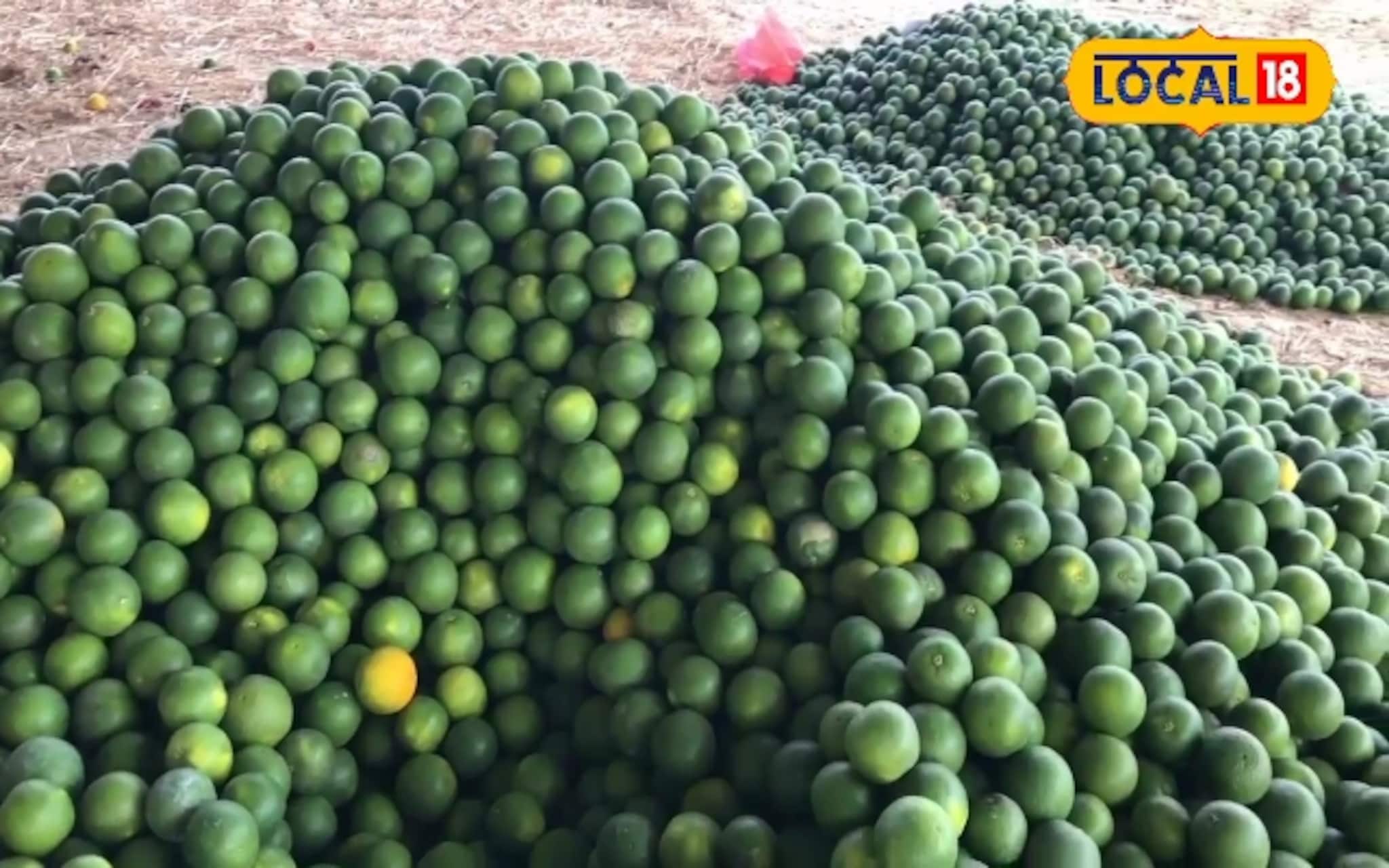 तब्बल एक महिना आधीच मृग बहाराची मोसंबी बाजारात, पाहा काय मिळतोय दर