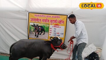 सोलापुरात