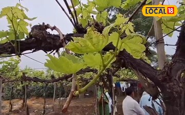 द्राक्ष